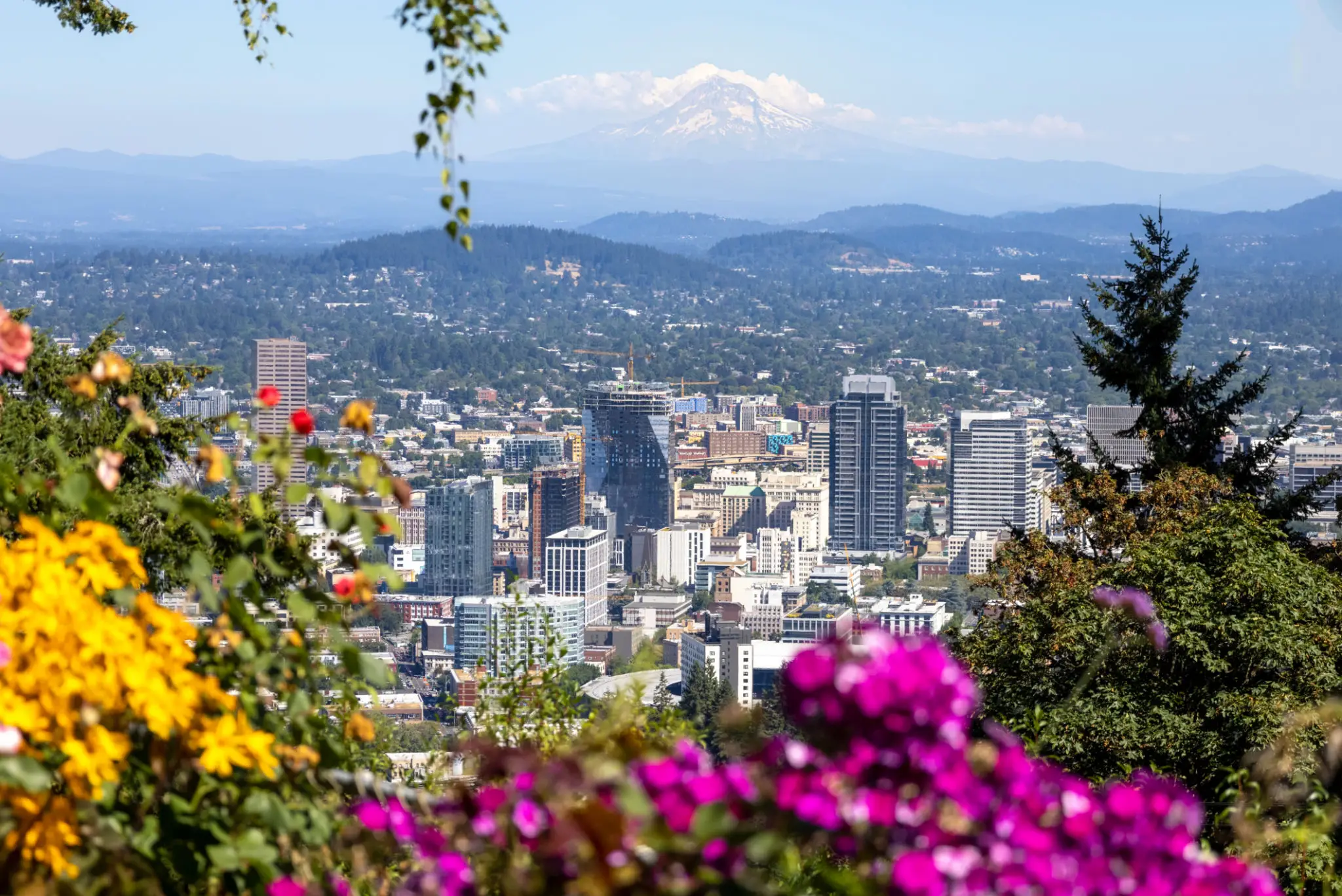 City skyline with mountains and blooming flowers in foreground.